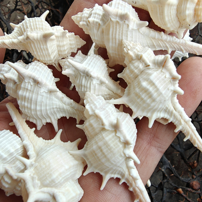 海底洋贝壳海螺女巫螺罚跪神器