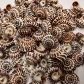 满18 包邮 天然贝壳海螺草帽高腰车轮螺寄居蟹替换壳鱼缸水族造景