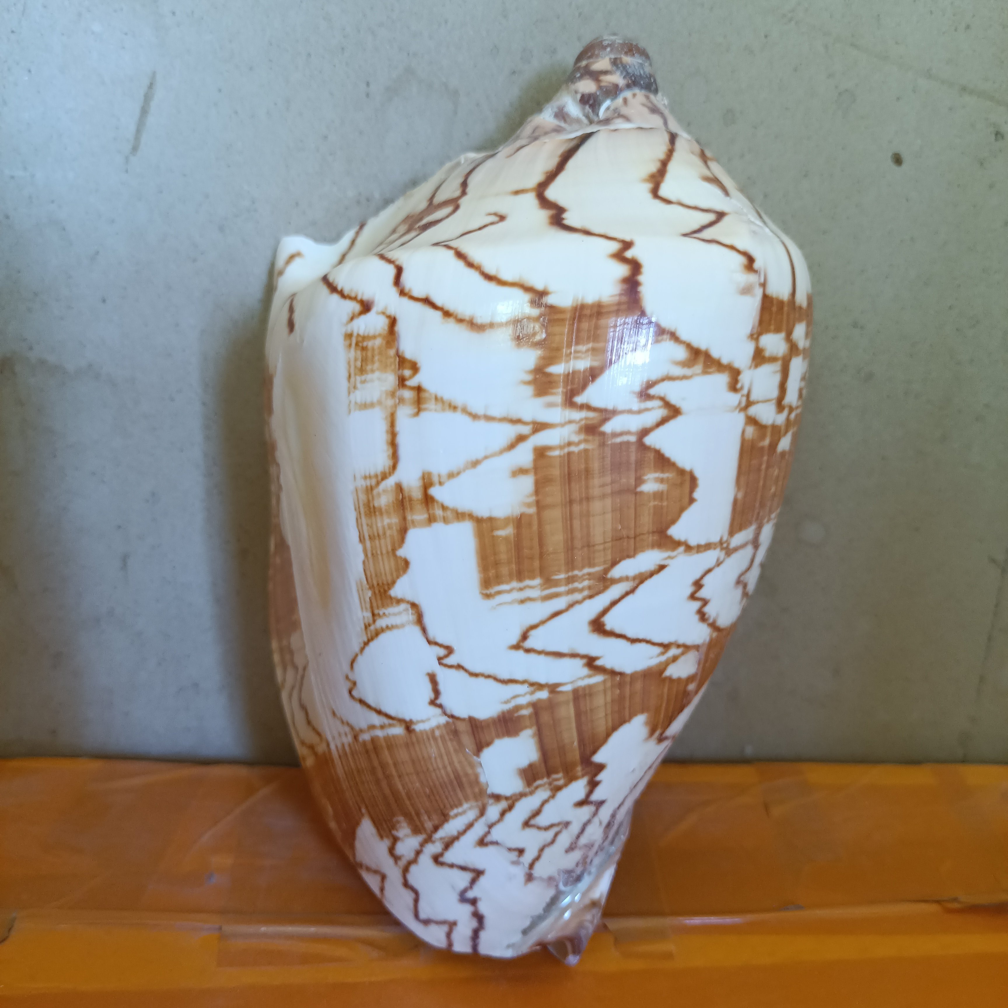 海底洋花纹山水螺天然乳头涡螺超大海螺贝壳鱼缸造景装饰家居摆件