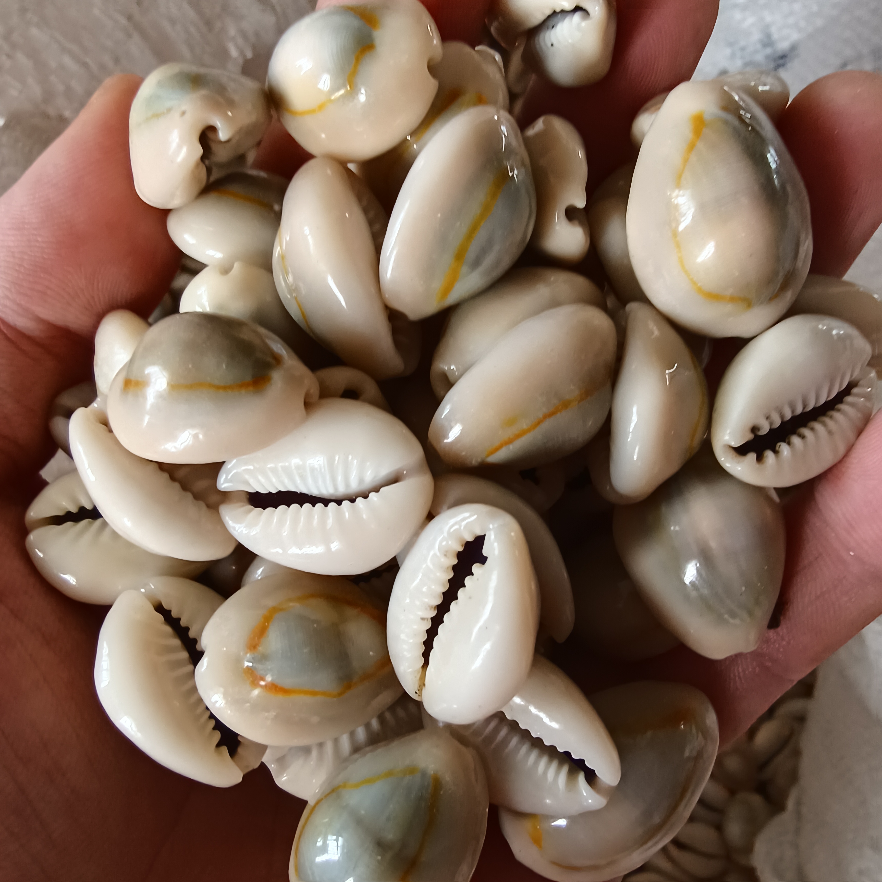 天然贝壳海螺古钱币药用