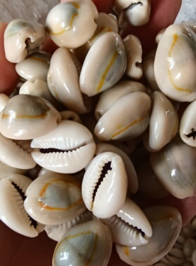 海底洋-正品天然贝壳海螺白色金边贝钱古钱币药用风水手工饰品