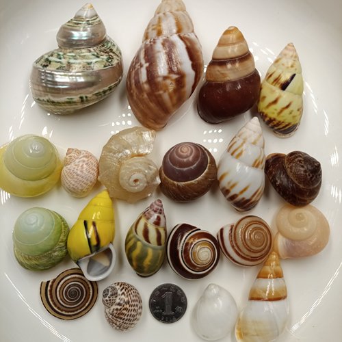 天然海螺贝壳鱼缸装饰品海底洋