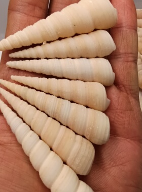 海底洋贝壳海螺长旋螺宝塔螺竹笋螺白色钉锥螺水族造景满18包邮