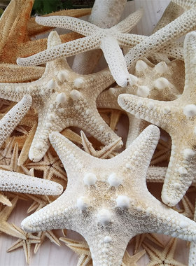 海底洋贝壳海螺海星批发