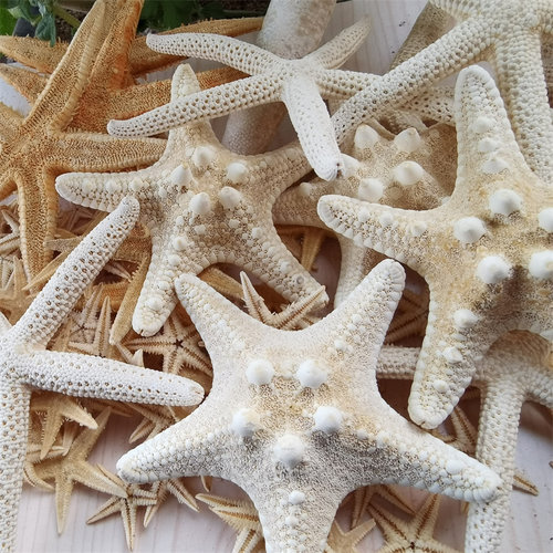 海底洋贝壳海螺海星批发