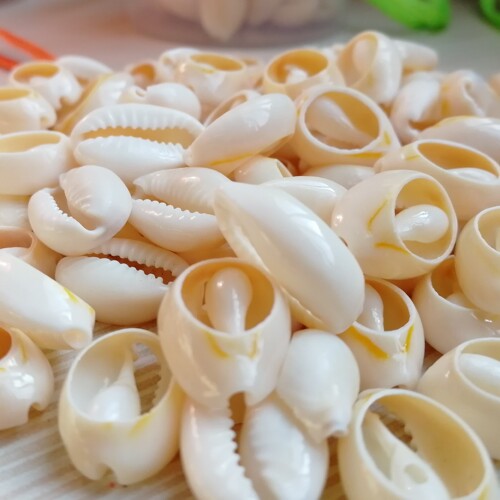 加白天然海螺贝壳古钱币金边草编