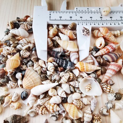 1斤包邮天然海螺贝壳diy漂流瓶