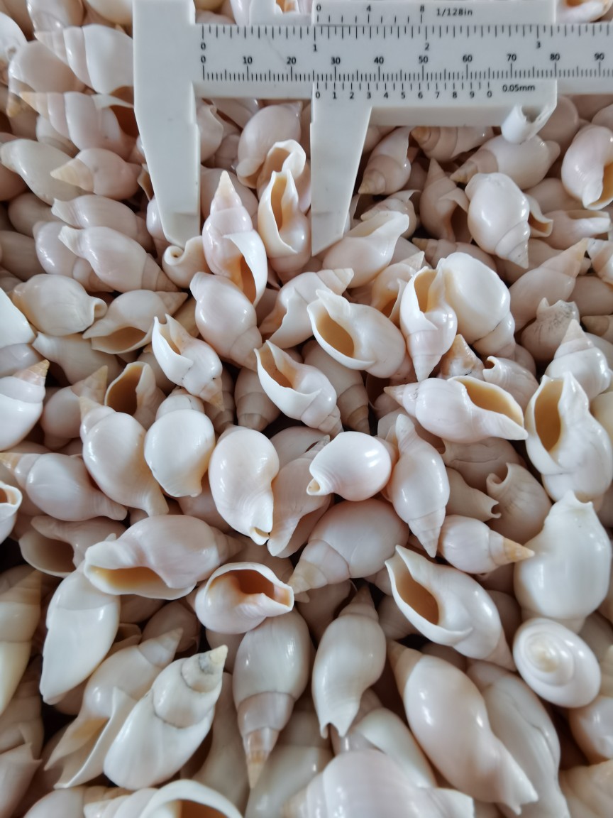 白织纹螺贝壳海螺海星2-3cm漂流瓶鱼缸造景DIY配饰-海底洋