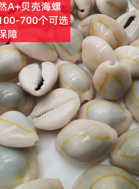 包邮1斤天然钱币金边海螺贝壳