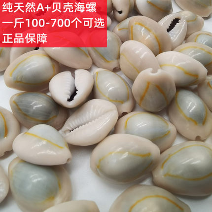 天然小贝壳海螺金边钱币贝药用风水幼儿园手工许愿瓶材料1-3cm