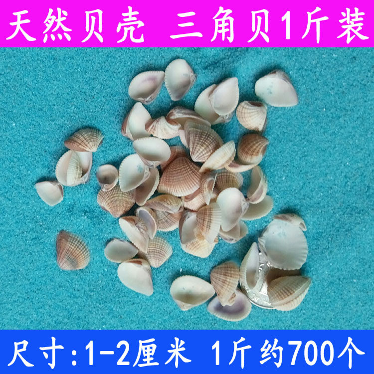 天然海螺贝壳 小黄贝 1-2厘米 三角贝幺妹 贝壳材料鱼缸地台装饰