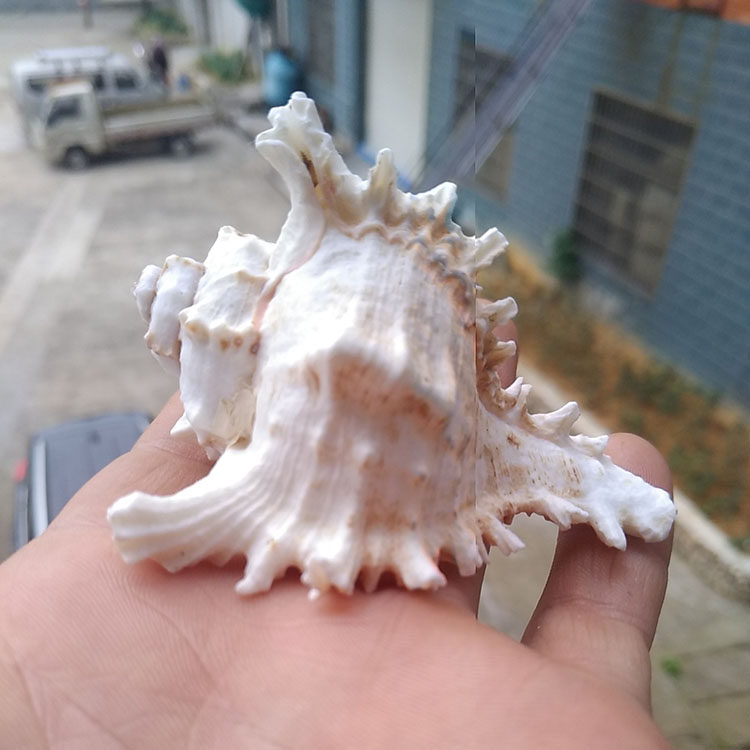天然贝壳海螺超大麒麟螺千手螺菊花螺家居摆件婚庆装饰鱼缸造景
