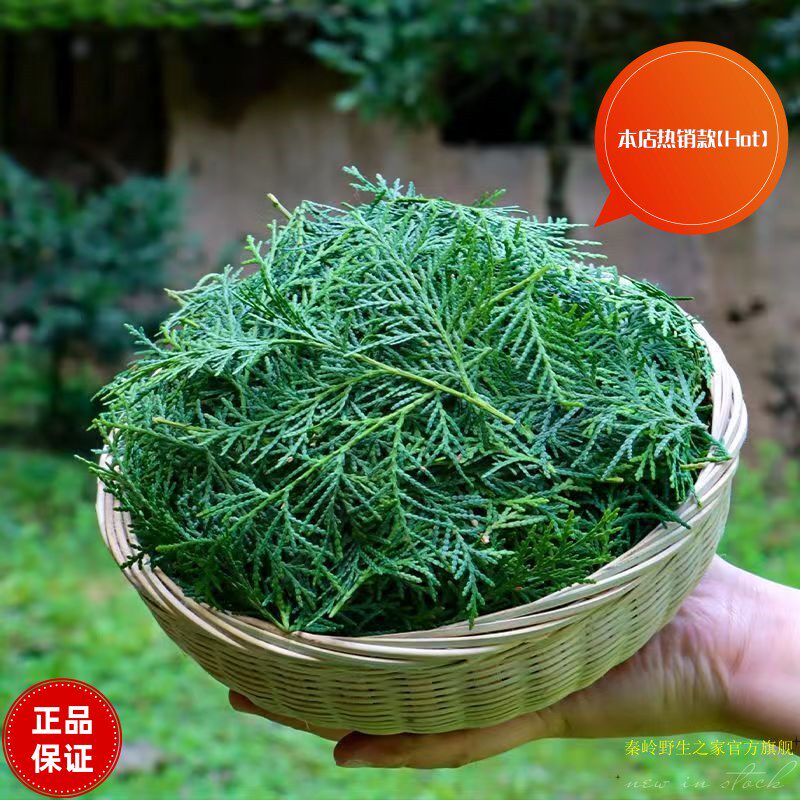 侧柏叶新鲜秦岭野生侧柏叶香附子粉洗头包中药材泡酒防脱生发乌发