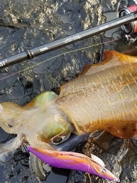 日本tailwalk钛沃克 21新款 EGIST TZ 路亚竿 鱿鱼竿