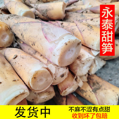 甜笋清甜脆嫩黄尖笋甜竹笋