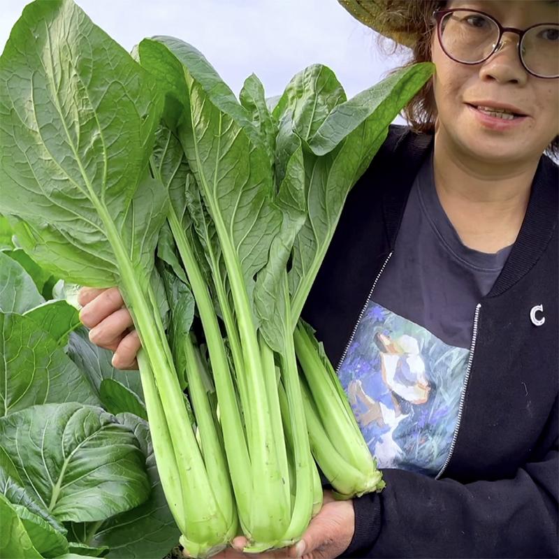 耐热速生青梗小白菜种子四季阳台盆栽种植高产易种植农家蔬菜孑