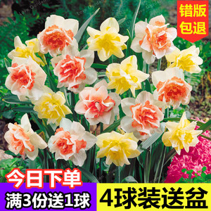 【对版】荷兰重瓣洋水仙花种球水培冬季耐寒水养花种籽子盆栽植物