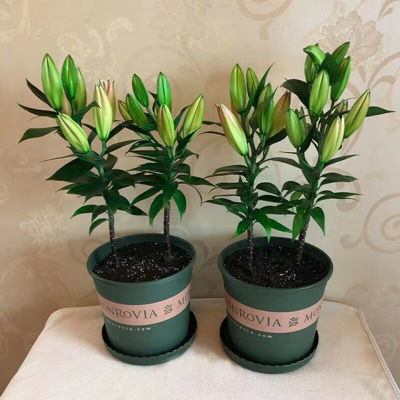 4颗香水百合花种球四季开花好养易活盆栽花卉室内室外绿植物种子