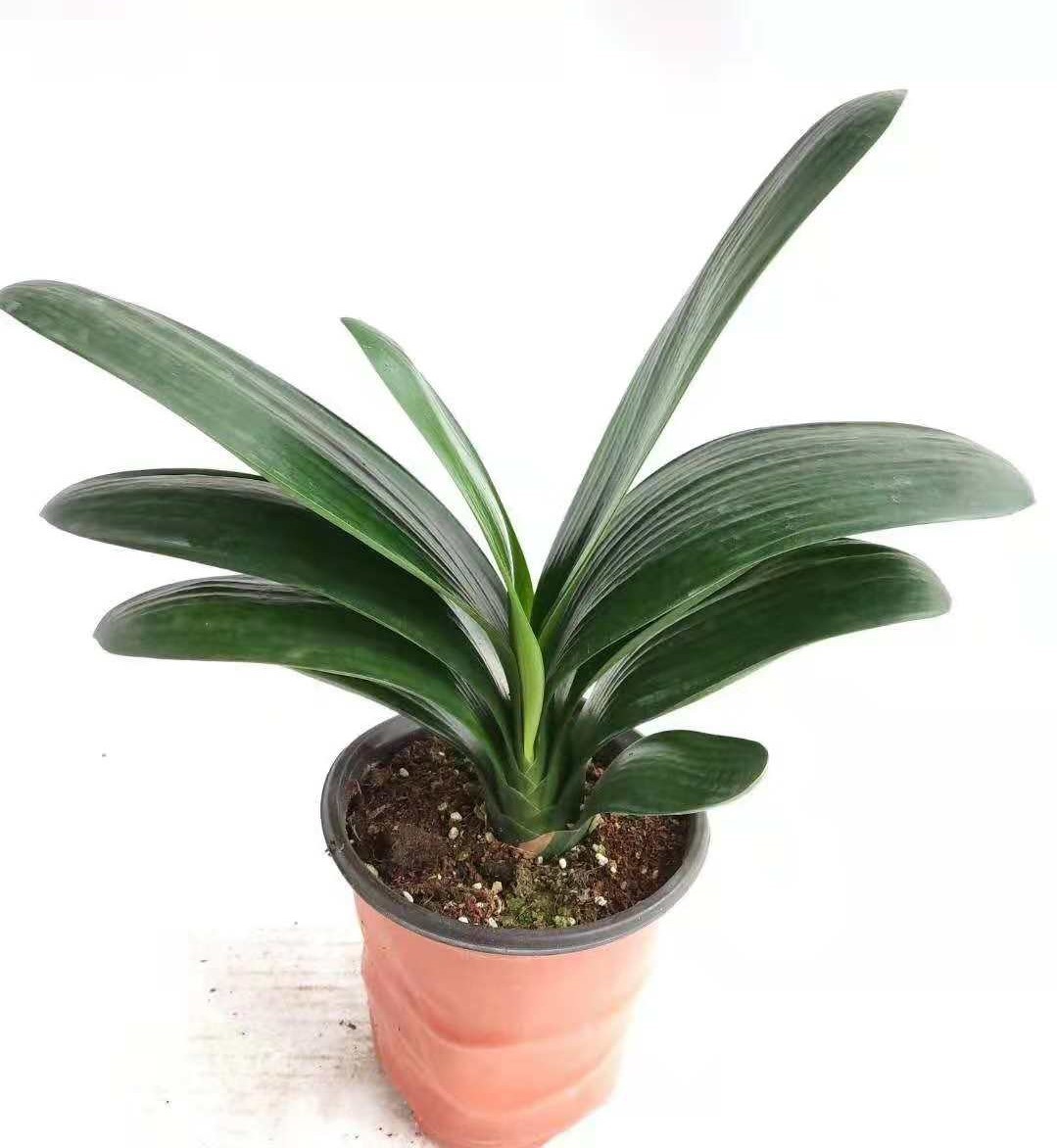 君子兰盆栽四季观花绿植物室内桌面精品小盆景花卉大花苞当年开花