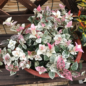 花叶络石彩叶络石黄金络石盆栽室内五彩藤蔓垂吊植物耐寒耐热吊兰