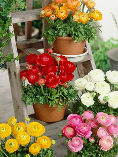 花毛莨种球进口重瓣花毛茛根茎种根洋牡丹波斯毛茛芹叶牡丹种子苗