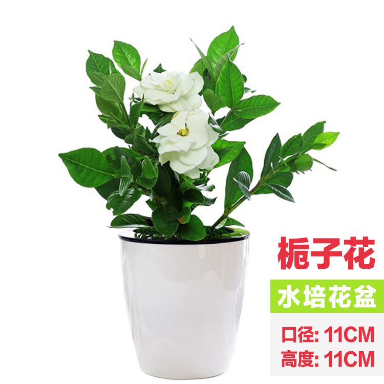 绿萝发财树富贵竹虎皮兰文竹芦荟栀子花卉水培植物办公室内小盆栽