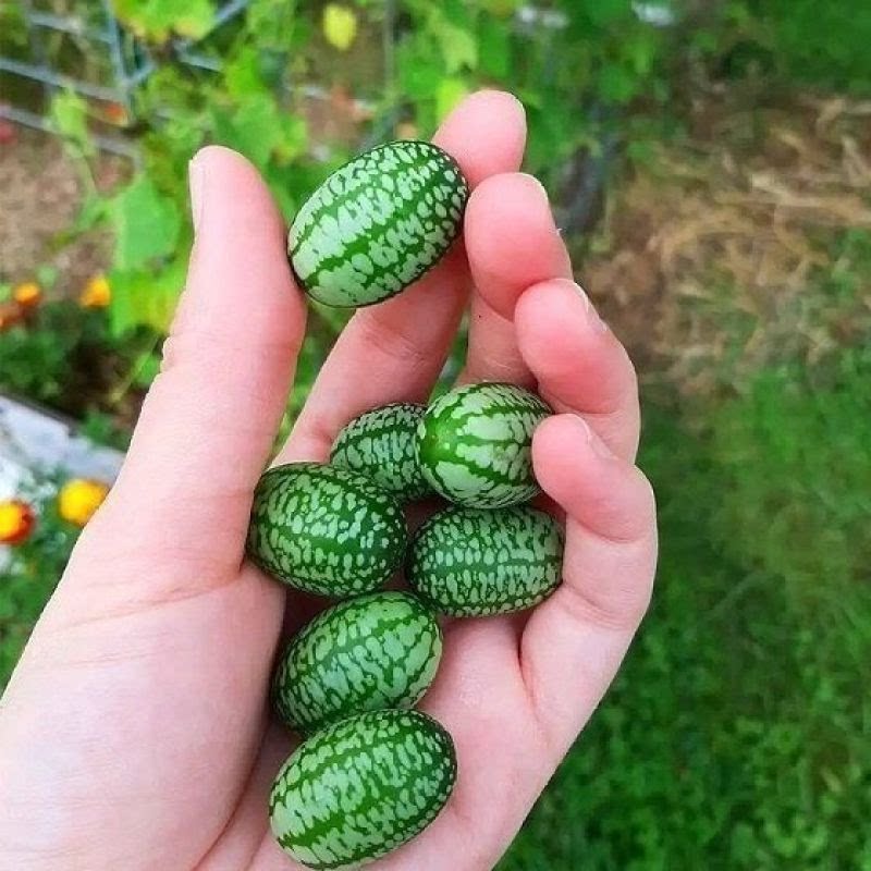 拇指西瓜种籽营养高产小西瓜种子脆甜多汁迷四季阳台盆