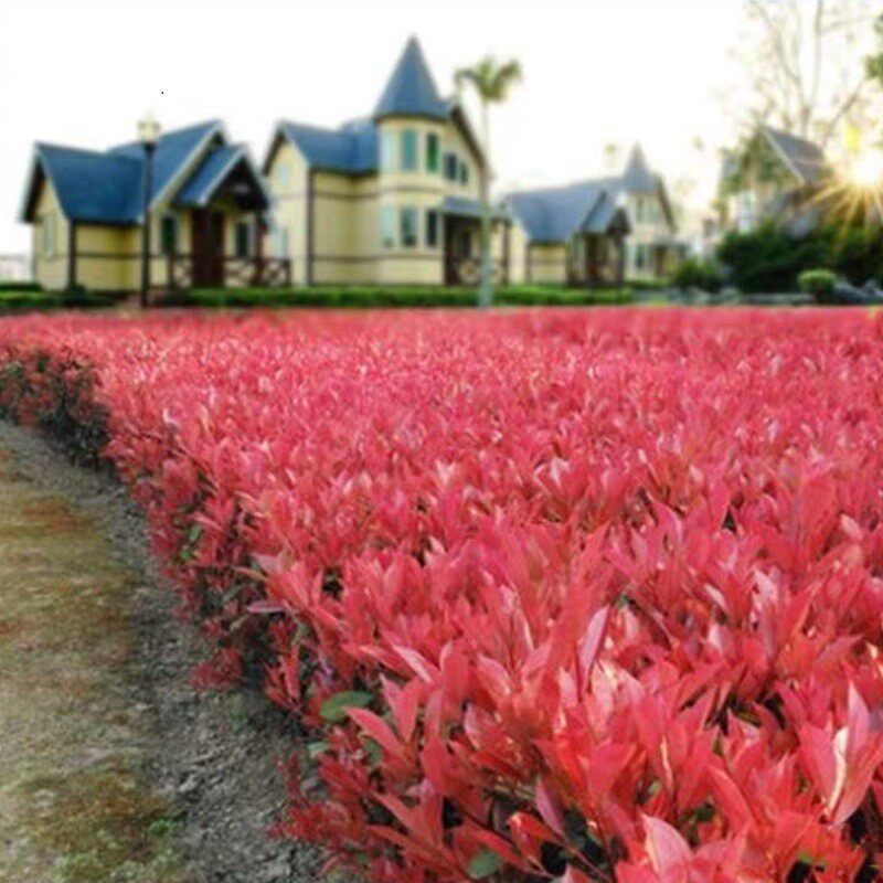 红叶石楠树苗绿篱围墙花坛耐寒庭院绿化花卉植物四季常青篱笆围栏