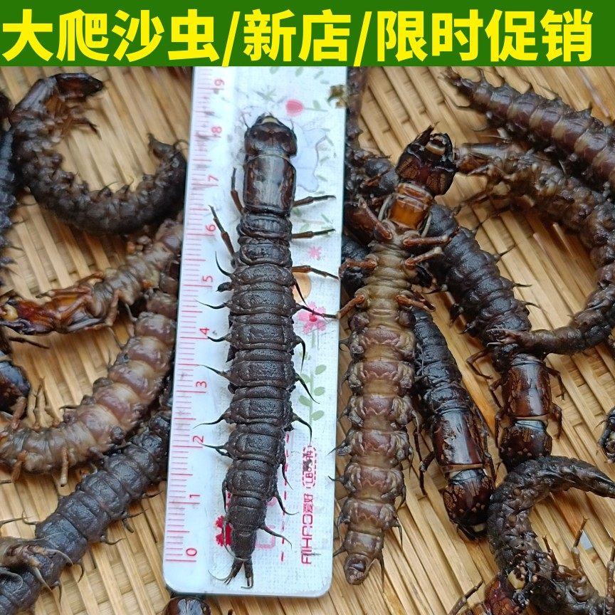 野生新鲜速冻爬沙虫大条水蜈蚣溪流虾巴虫烧烤昆虫食材水巴虫夹虫