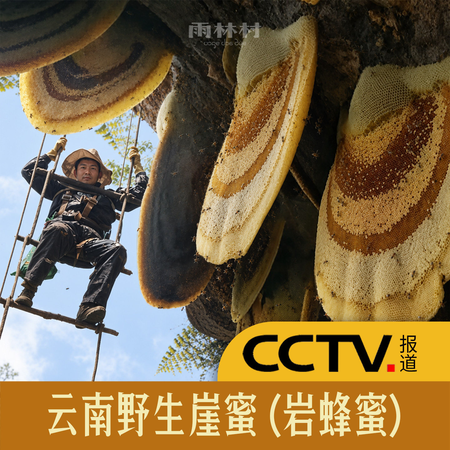 云南崖蜜野生岩蜂蜜深山悬崖 纯正天然百花蜜土蜂蜜 喜马拉雅排蜂