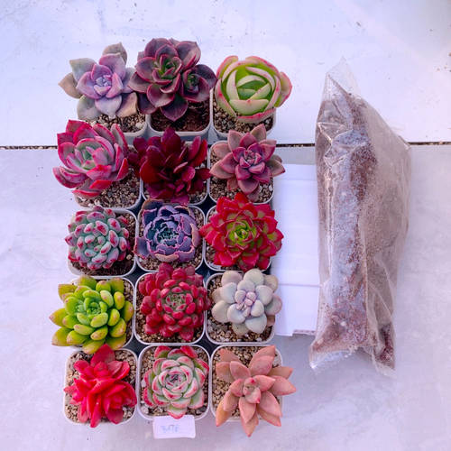 多肉植物 指定十五颗 送盆土（3到4厘米）