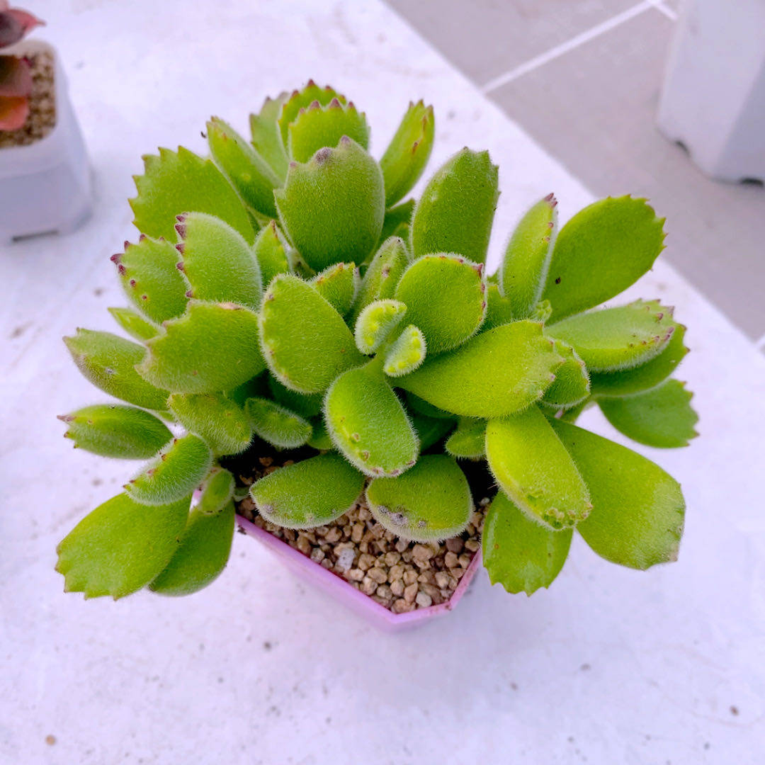 多肉植物组三熊童子50,鲜花速递/花卉仿真/绿植园艺,多肉植物,淘宝优惠券,粉丝福利购,淘宝优惠卷