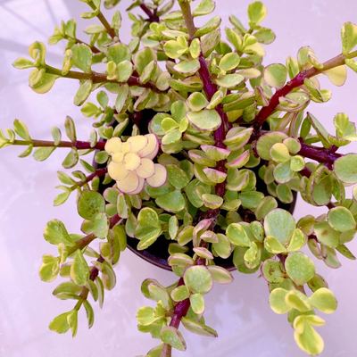 多肉植物雅乐之舞原盆原土（8到10厘米左右）