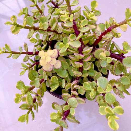 多肉植物雅乐之舞原盆原土（8到10厘米左右）