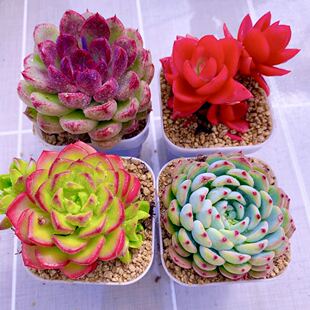 组四  黑水晶玫瑰 蒂亚 火姬 蓝姬莲送盆土  6厘米