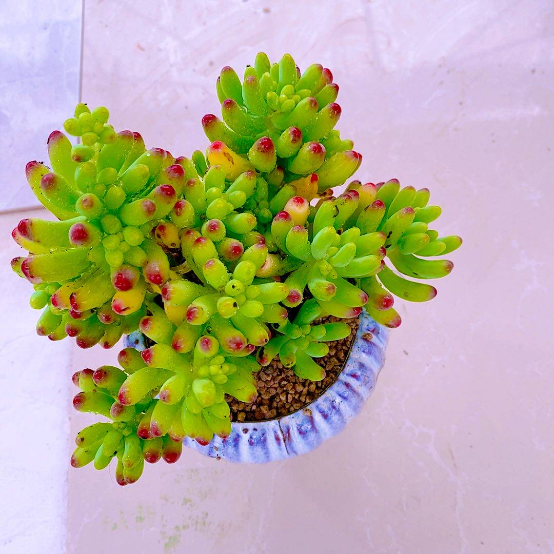 y多肉植物果冻乙女心云南120