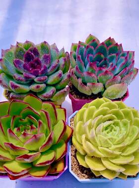 多肉植物组四黑水晶玫瑰樱桃红东云昂斯诺送彩盆土