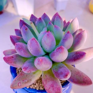 多肉植物y云南所罗门（10厘米左右）