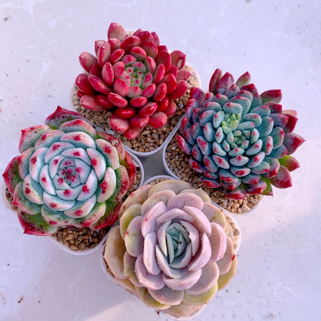 组四红宝石蓝平果吉娃娃蓝色惊喜送盆土 6厘米左右