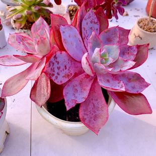 多肉植物y云南晚霞 单双混发