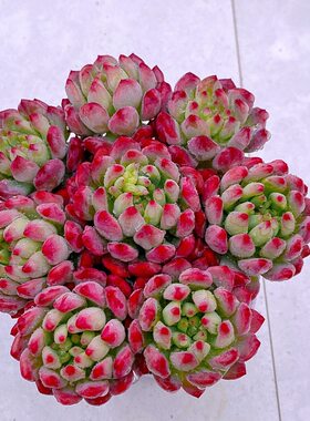 多肉植物蓝苹果八颗送八角盆土