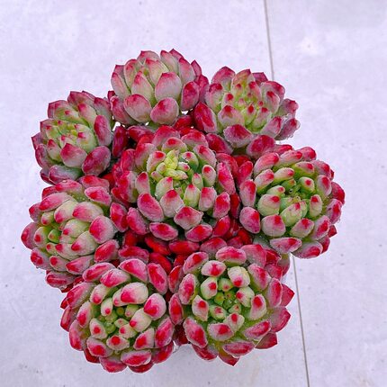 多肉植物蓝苹果八颗送八角盆土