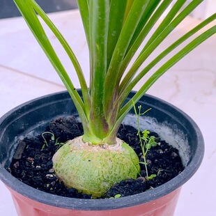多肉植物 酒瓶兰原盆原土