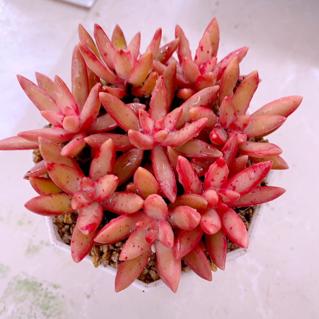 多肉植物组八加州落日72