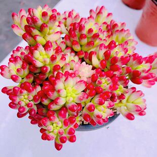 Y云南  多肉植物 虹之玉锦 新品 好养活（11厘米左右）