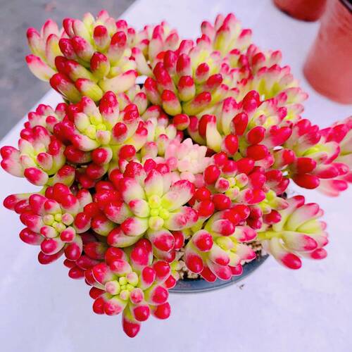 Y云南  多肉植物 虹之玉锦 新品 好养活（11厘米左右）