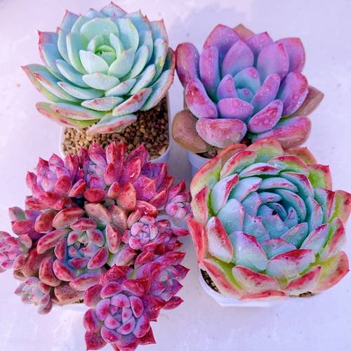 多肉植物组四爱曲奥普琳娜