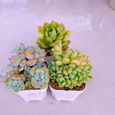 多肉植物组三劳尔春萌凝脂莲送盆土（6厘米左右）