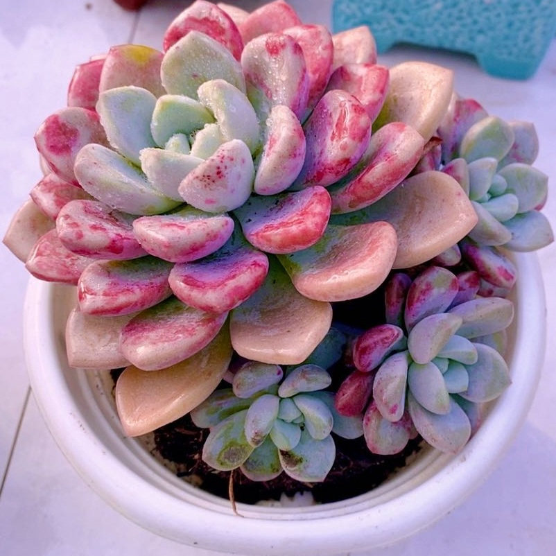 多肉植物  y云南花斑鹿  11厘米,鲜花速递/花卉仿真/绿植园艺,多肉植物,淘宝优惠券,粉丝福利购,淘宝优惠卷