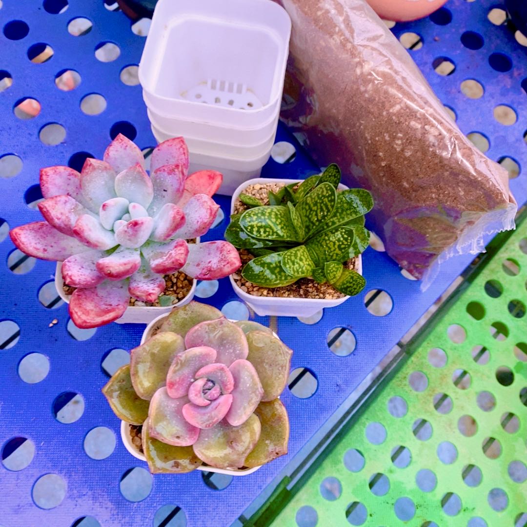 多肉植物组三奥普琳娜彩虹糖子宝送盆土（6厘米左右）